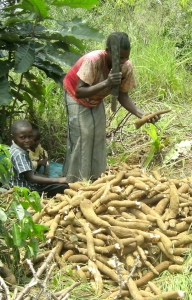 Femme coupant le manioc